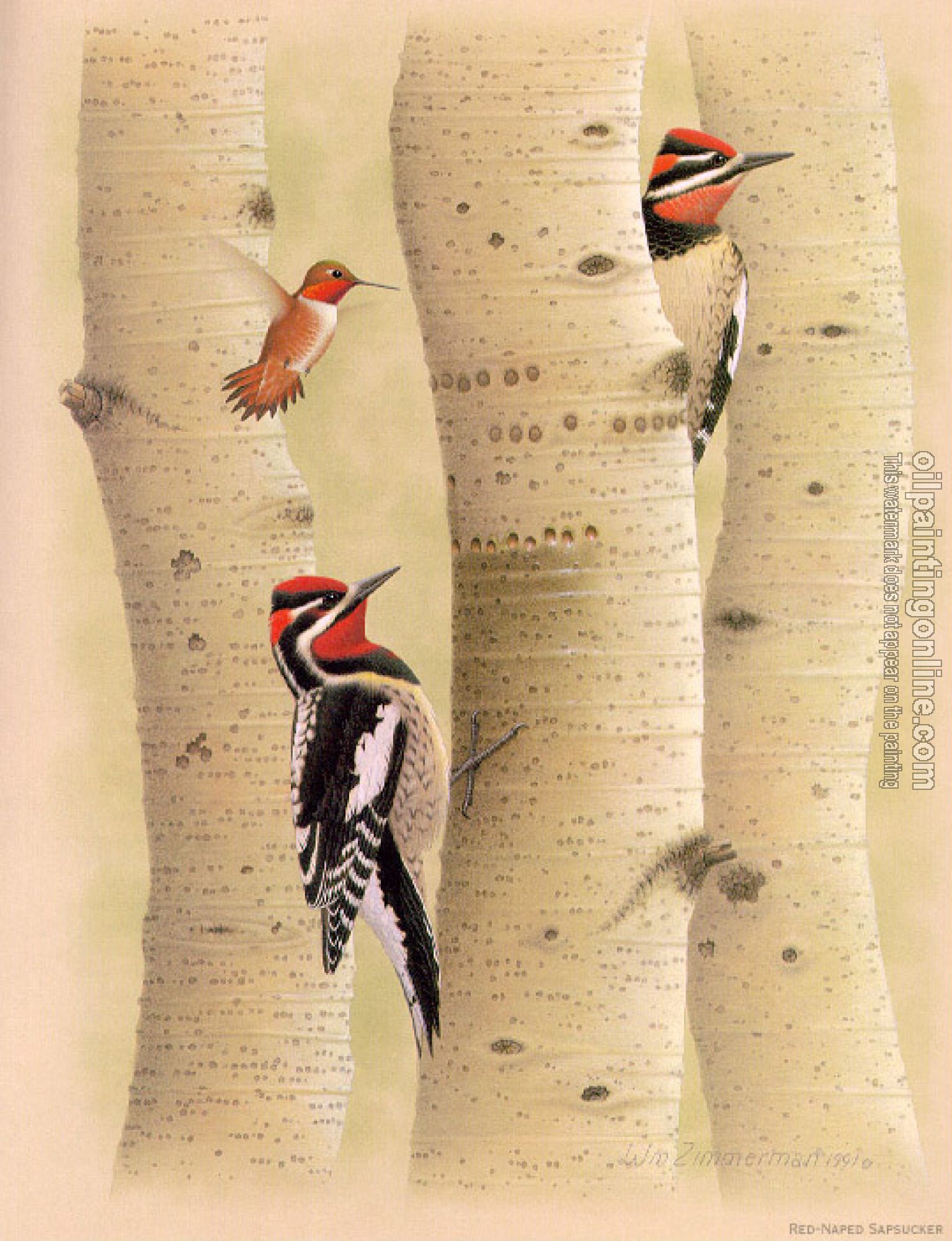 William Zimmerman - Red-napped Sapsucker